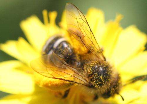 Dasypoda (hirtipes-morawitzi)